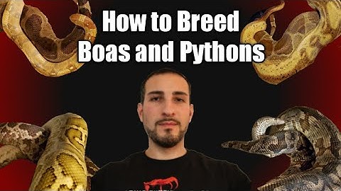 How to Breed Boas and Pythons!  Breeding 101