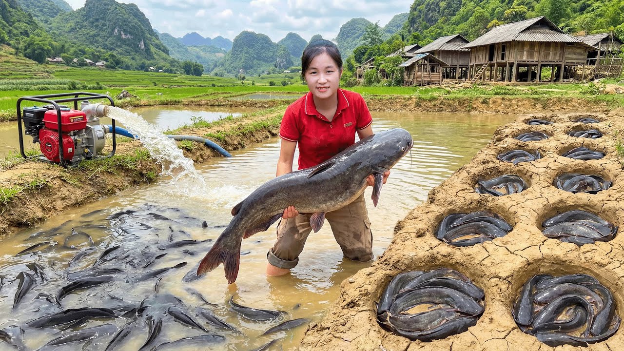 Harvesting Many Giant Natural Catfish & Go to Market Sell | Catch A Lot Of Fish in River