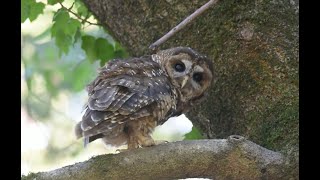 Owl Rivalries | California Academy of Sciences