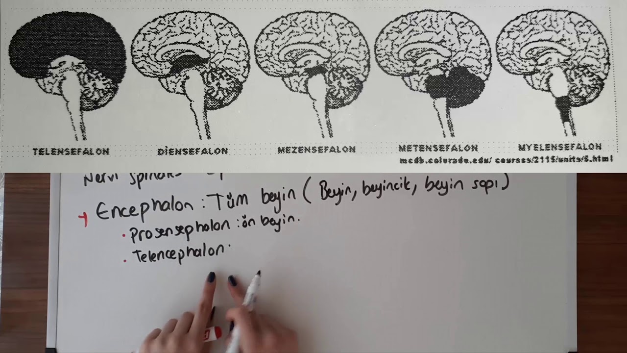 Sinir Sistemi Terimleri 1 | Tıbbi Terminoloji (Anatomik)