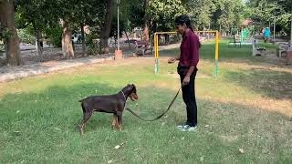 Doberman Training #doglover #dog #dogowner #puppy #pets #puppytraining #dogtraining #dogbehaviourist