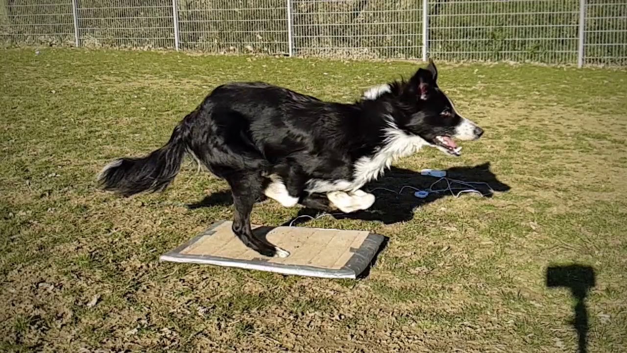 Agility | Graduation running contacts Sykes