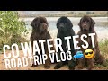 ADVENTURES OF A WATER RESCUE DOG