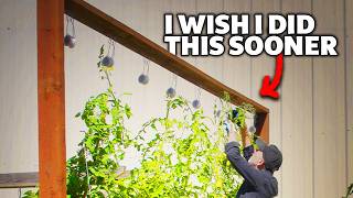 Use This Tomato Trellis for a MASSIVE Harvest!