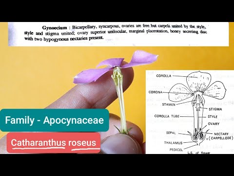 कैथरैन्थस रोसियस | परिवार Apocynaceae