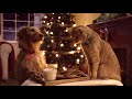 Three Pets White Christmas Famous Song--Christmas Ecard 2018