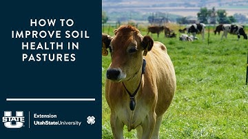 How to Improve Soil Health in Pastures