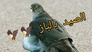 شاهد روعة الصيد بالباز 🦅🦅🦅❤️❤️❤️