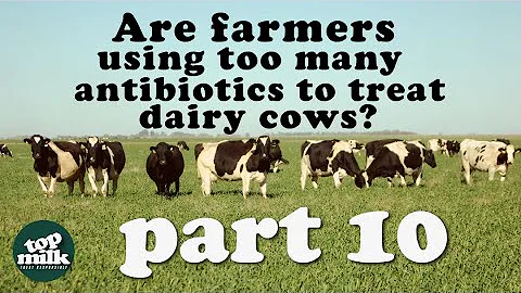 10. Are farmers using too many antibiotics to treat dairy cows?