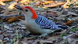 Redbellied woodpecker call loud sound, and eating seeds