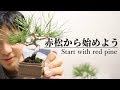 初めての盆栽は赤松から始めてみませんか？- Let's start with red pine bonsai -