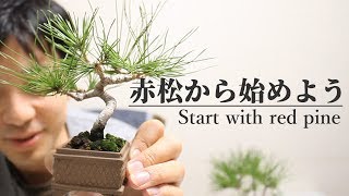 初めての盆栽は赤松から始めてみませんか？- Let's start with red pine bonsai -
