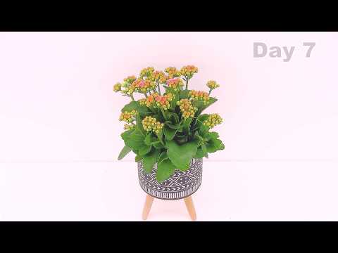 Video: Reproduksie Van Kalanchoe (16 Foto's): Hoe Om Dit Met 'n Blaar En Steggies Tuis Te Vermeerder? Hoe Om 'n Bloeiende Kalanchoe Te Plant?