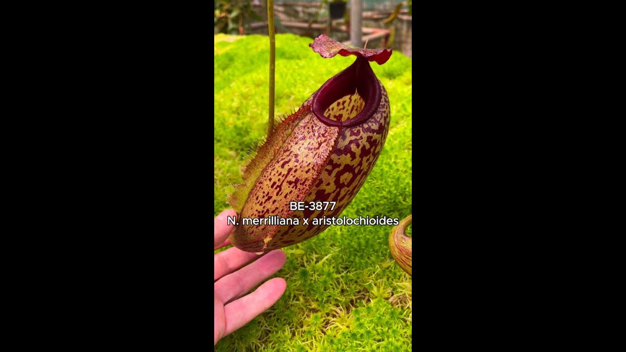 Spotlight on N. merrilliana x aristolochioides| BE-3877 - YouTube