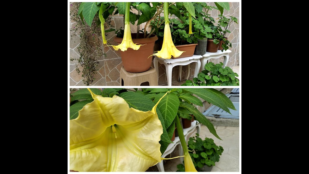 BURUGMANSİA (MELEK BORAZANI ÇİÇEĞİ BAKIMI NASIL YAPILIR ?