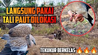 Langsung Pasang Tali Paut Dilokasi, Yang Begini Wajib Naik SL. ( Suara Tarik Akar, Target Berbulan2)