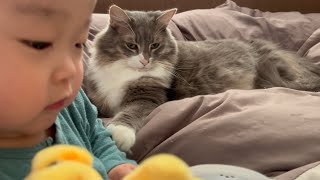 赤ちゃんを後ろから何度もちょんちょんする猫　ノルウェージャンフォレストキャット　Cat repeatedly touches baby from behind