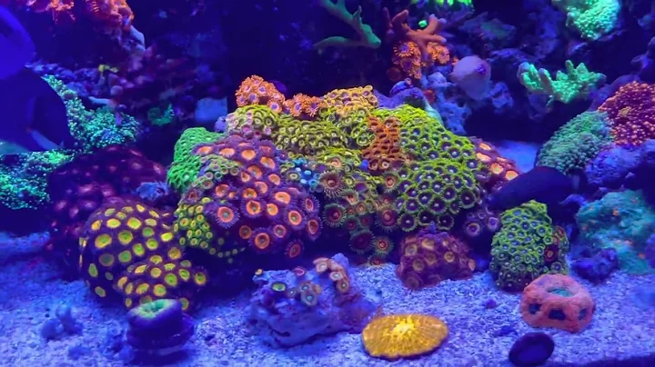 Waterbox frag 105.4 under Orphek Atlantik V4s