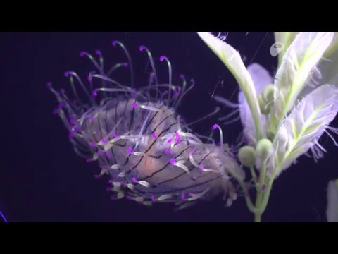 優雅で美しいハナガサクラゲ - Flower hat jelly