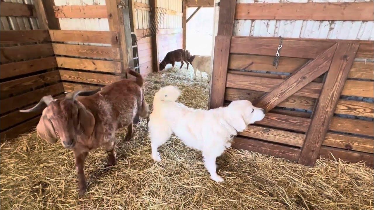 Good day to test Invisible Fence rock with Nala, the escape artist