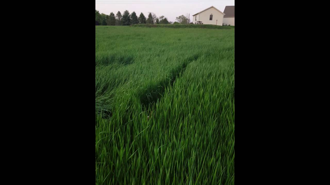 Welsh Corgi problems