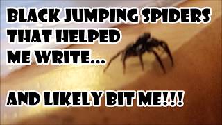 Jumping Black Spiders That Helped Me Write 🕷🕷🕷