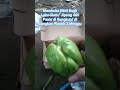 Membuka Buah Labu Siam/ Jipang dari Pasar Setelah 2 Minggu di Sungkup Part 2 #pertanian