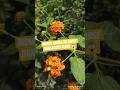 👉 Jungle Ka Sabse Dangerous Plant 😱 | Lantana Truth #facts #wildlifefacts #forest #nature #lantana