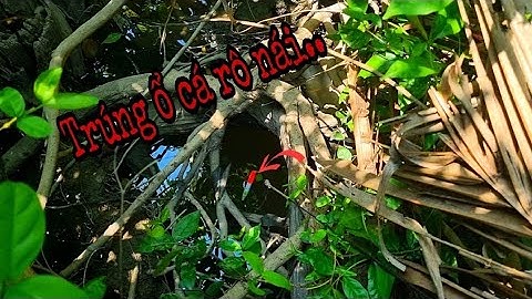 Tập 1 - Ngày Đầu Đi Câu Cá Rô Đồng Trúng Ổ Rô Nái Và Rô Khủng Giật Đã Tay | Trương Miền Tây |