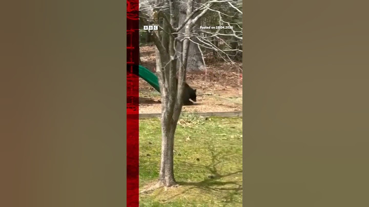 Bear caught on camera taking ride down family's slide. #Connecticut #BBCNews