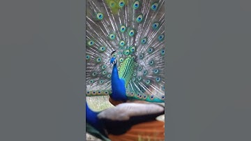 Thumbnail of Beautifull Peacocks are Dancing & Feathering #peacock #peacockdance #peacockvoice #birdsong