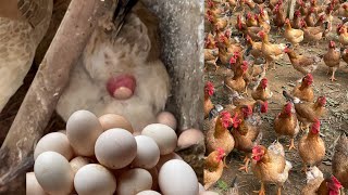 Mixing food for egg-laying chickens, How to treat coccidiosis in chickens - Chicken Farm.