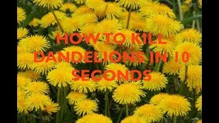 HOW TO KILL DANDELIONS IN 10 SECONDS