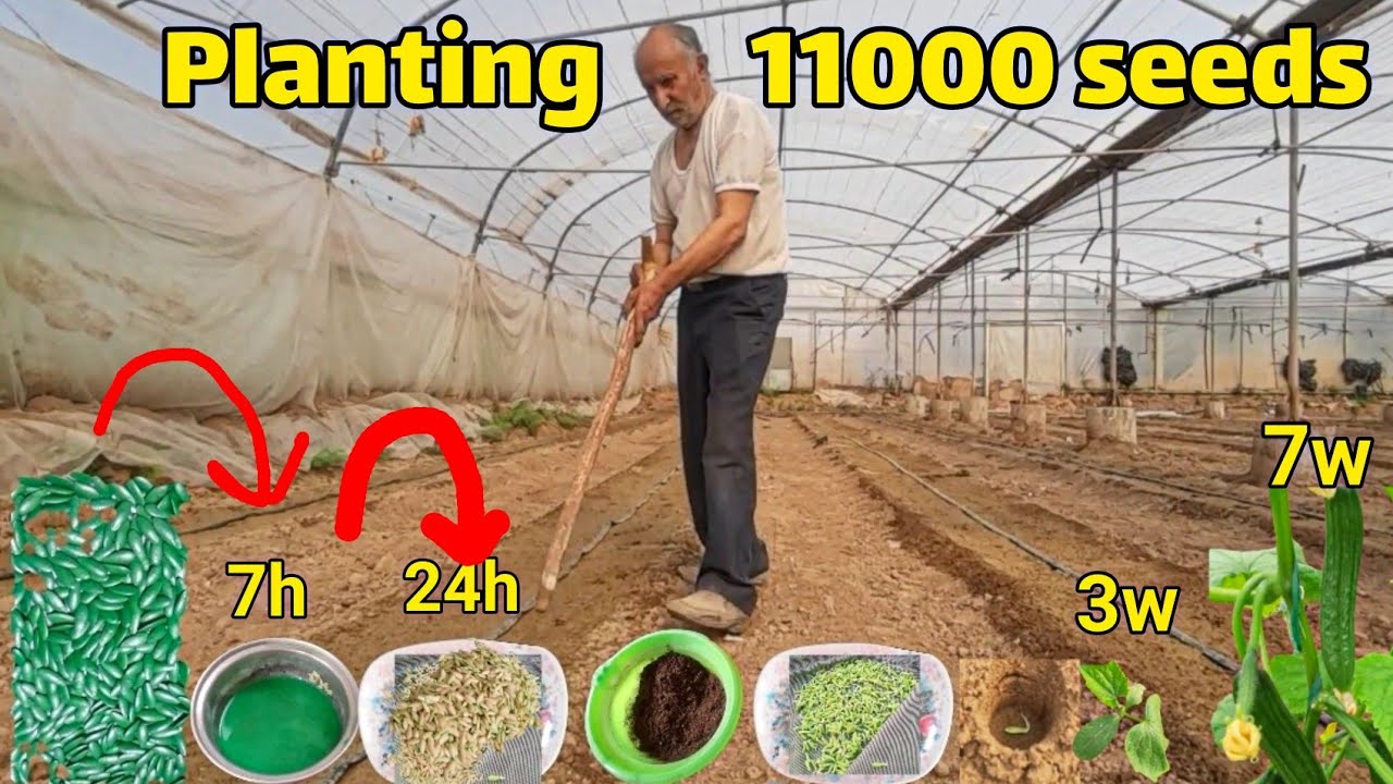 11,000 Cucumber Seeds in 18 Hours: A Challenge for a 73-Year-Old Farmer