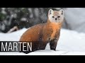 MARTEN is the most charming hunter! Marten against a cat and a hawk! How the marten hunts