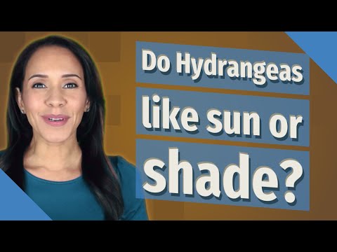 ვიდეო: გაიზრდება თუ არა ჰორტენზია მზეზე?