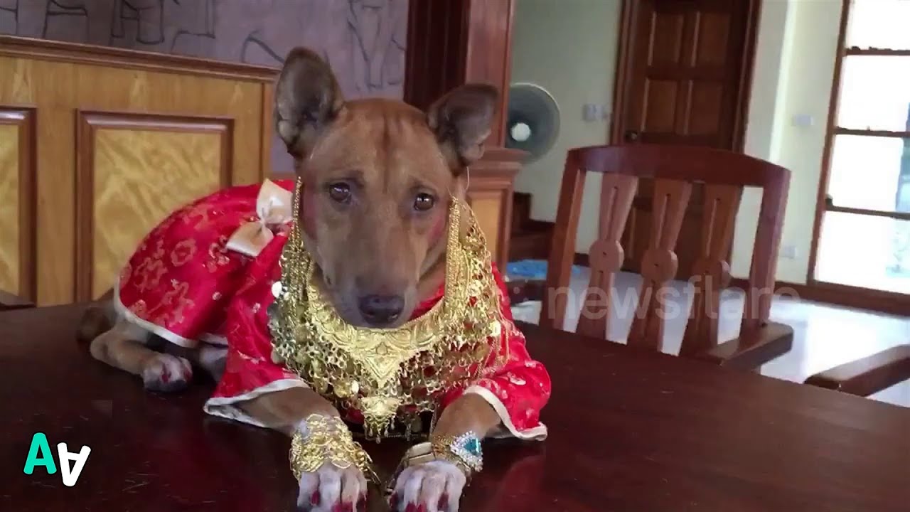 foo dog chinese new year Doggy Dressed in Red and Gold Silk for Chinese New Year