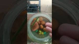 my molly fish has died🥹🥹🥹😶🌫️