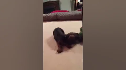 Dachshund talking back