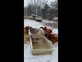 Guard Goose Bathing In The Snow