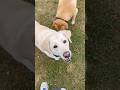 Labrador jumps for JOY? Nope BALL! #labrador #dogplaying #pets #doglife #dogmom #dog #fetch #funny