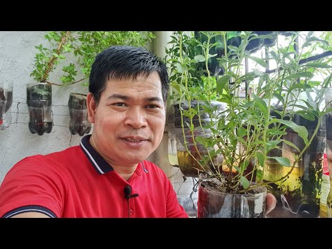 Video: Paano Ubusin Ang Stevia