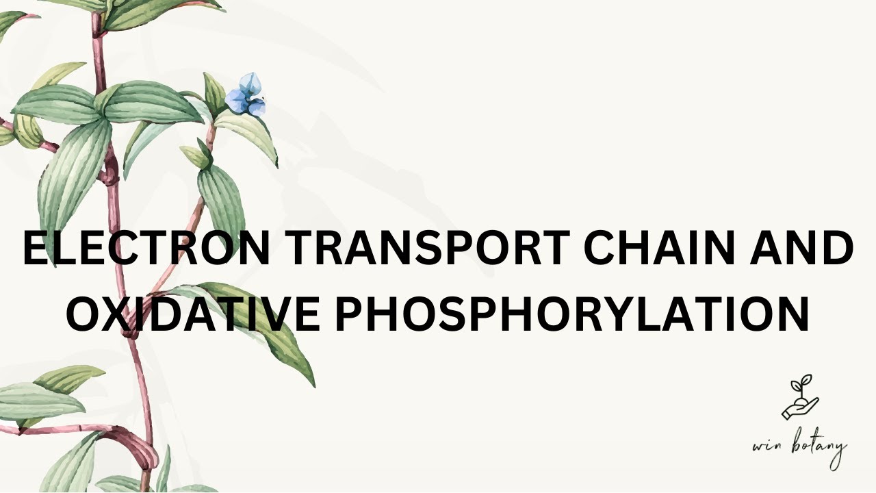 ELECTRON TRANSPORT CHAIN AND OXIDATIVE PHOSPHORYLATION - YouTube