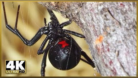 SPIDER ATTACK! Black Widow Macro