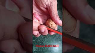Akhrot | walnuts | akhrot todne ka tarika | अखरोट कैसे तोड़ते हैं | akhrot kaise todte hain shorts