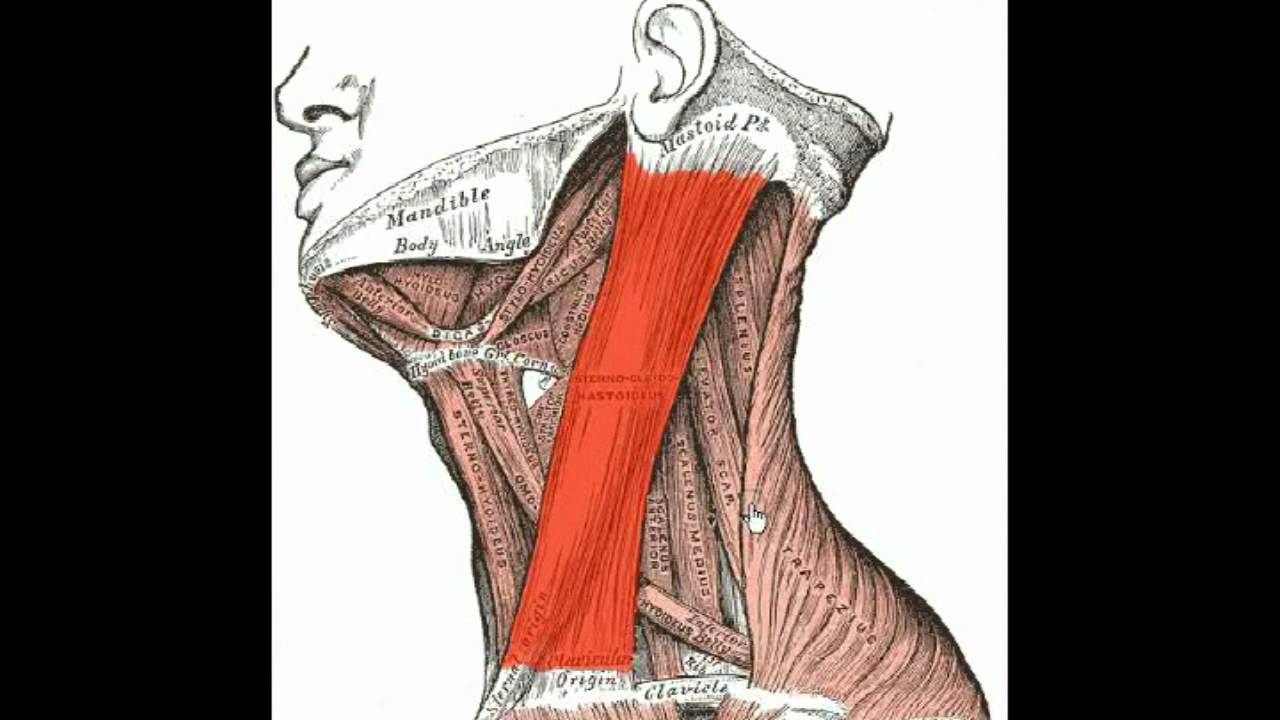 muscles of the torso - YouTube