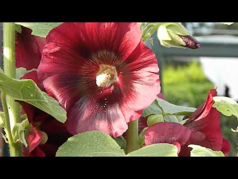 Video: Stockrose (65 Foto's): Beskrywing Van Meerjarige Blomvariëteite. Wat Is Die Verskille Met Malva? Hoe Om Roserose In Die Tuin Te Kweek? Siektes En Plae