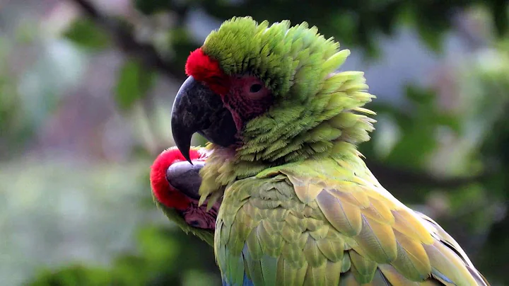 Release Macaws Fundacion Jocotoco