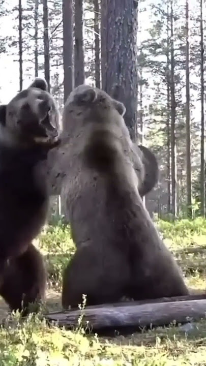 suara beruang| bear sound#short #shorts #viral #shortvideo