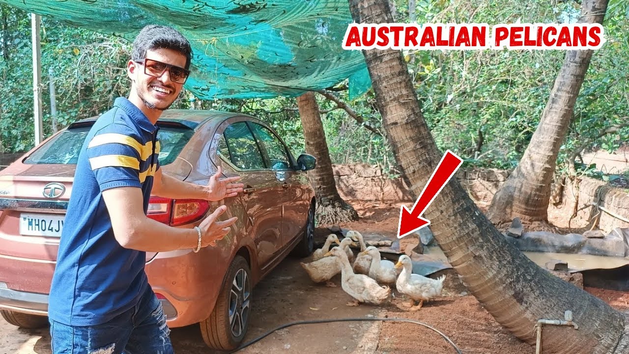 Australian Pelicans in our Village😃 | Exploring various Plant species | गावातील एक सुदंर क्षेत्र